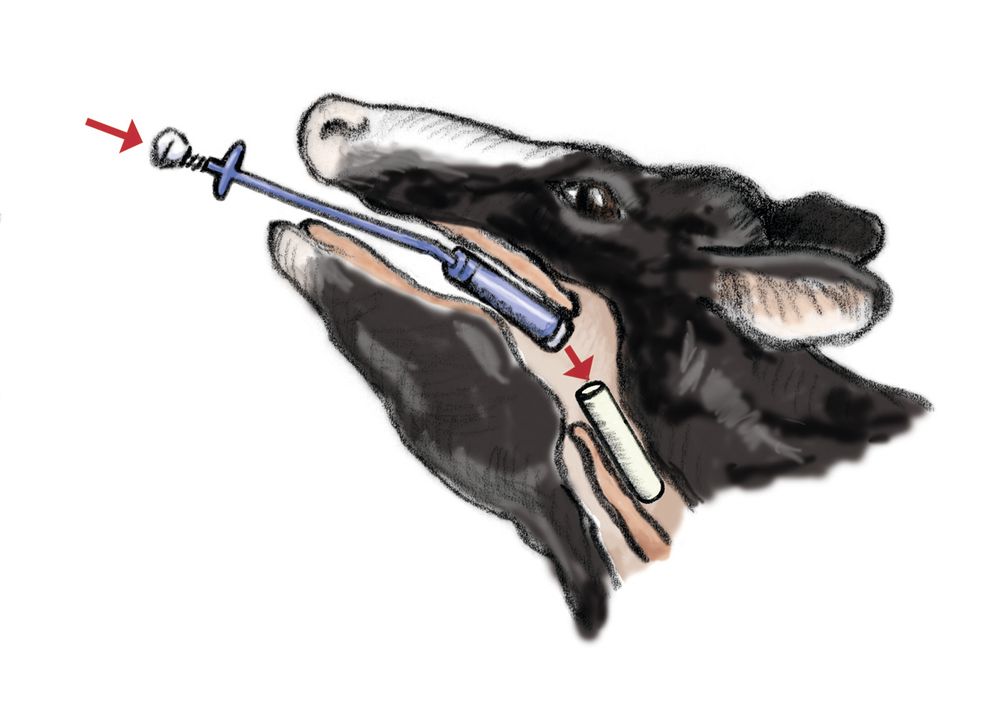 Telepellato Bendőmágnes behelyező 2129+3