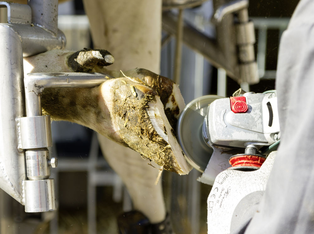 Csülökvágó koronghoz pótél