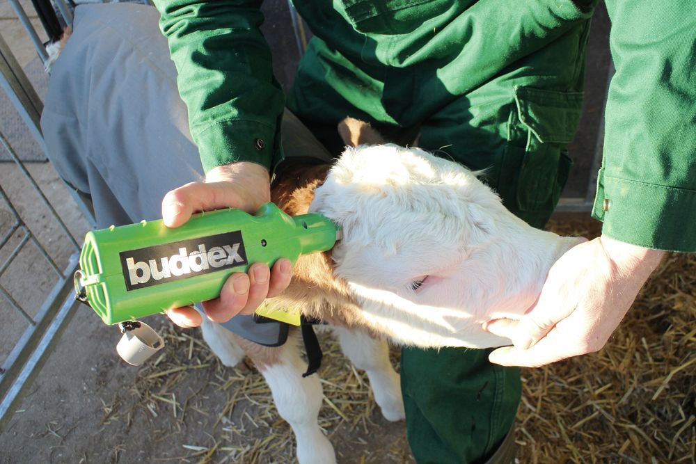 szarvtalanito-keszulek-elektromos-buddex_vOVzNngn38