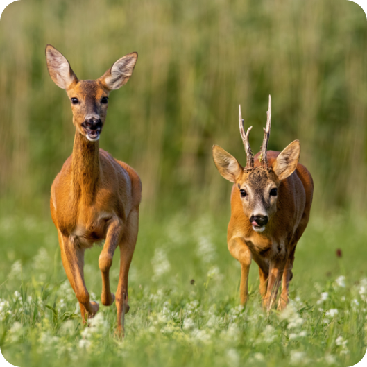 telepellato_kft_vad 1