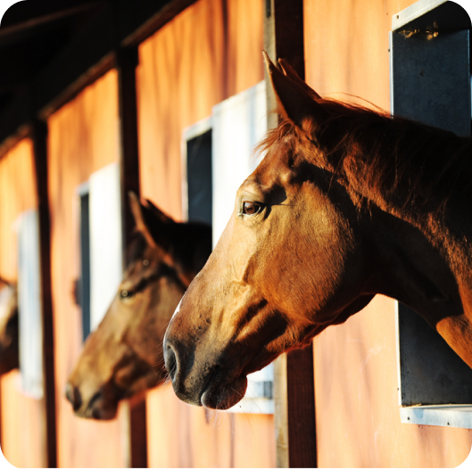 telepellato_kft_lo 1