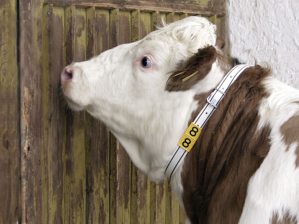 nyakpant-jelolos-feher-135-cm-20878_G5zw3INidC