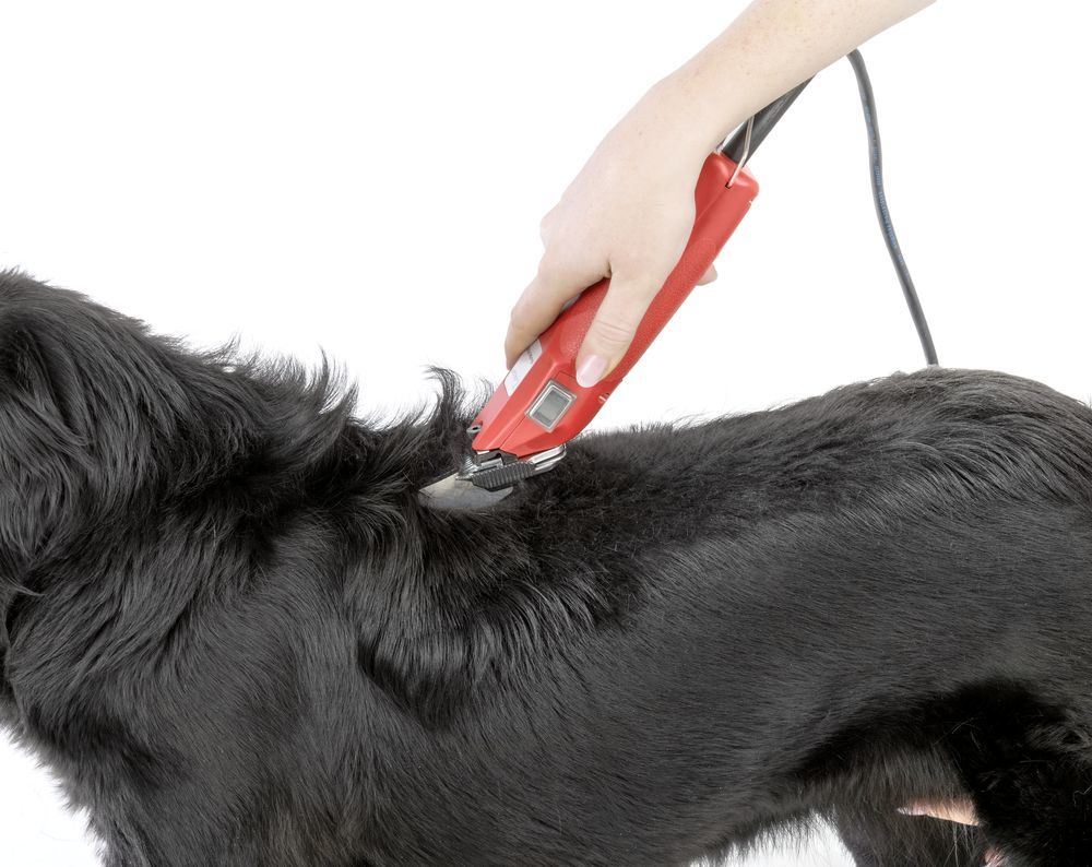 Nyírógép, Aesculap Favorita SPEED GT114 230V